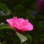 The Power of the Flower