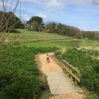 Black Labs, Boden and Beach Cricket