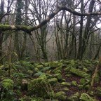 Gunpowder Valley Darling